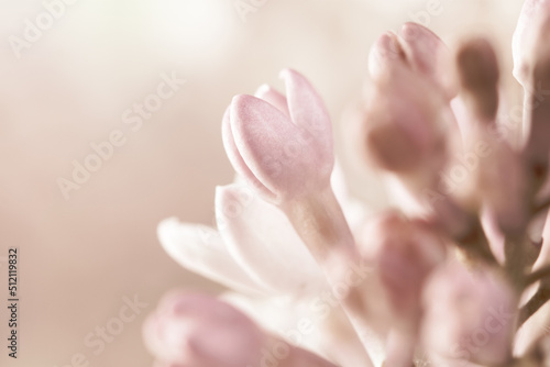 Pale pink neutral color little lilac flowers buds with sun lighting on beige blur background for wedding invitation or vintage romantic wallpaper macro