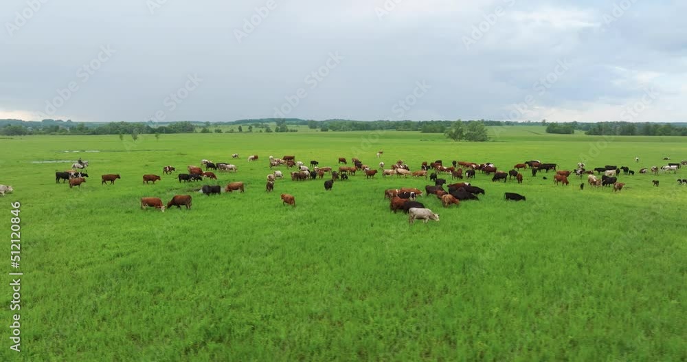Herd of cows grazing in the large field in beautiful wild lanscape. Animal husbandry, livestock near small pond at summer sunrise. Aerial wide drone shot. Herd of cows grazing in the large field in beautiful wild lanscape. Animal husbandry, livestock near small pond at summer sunrise. Aerial wide drone shot.