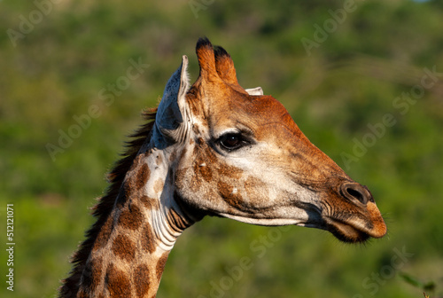 Photography profile of a giraffe