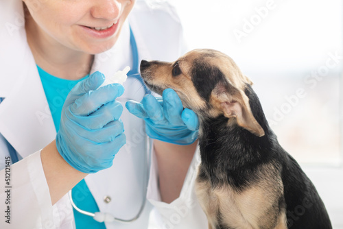 drops of medicine for dogs for ears and eyes, a pharmacy for pets, treatment of eye diseases and otitis in animals, a veterinarian in a clinic with a puppy