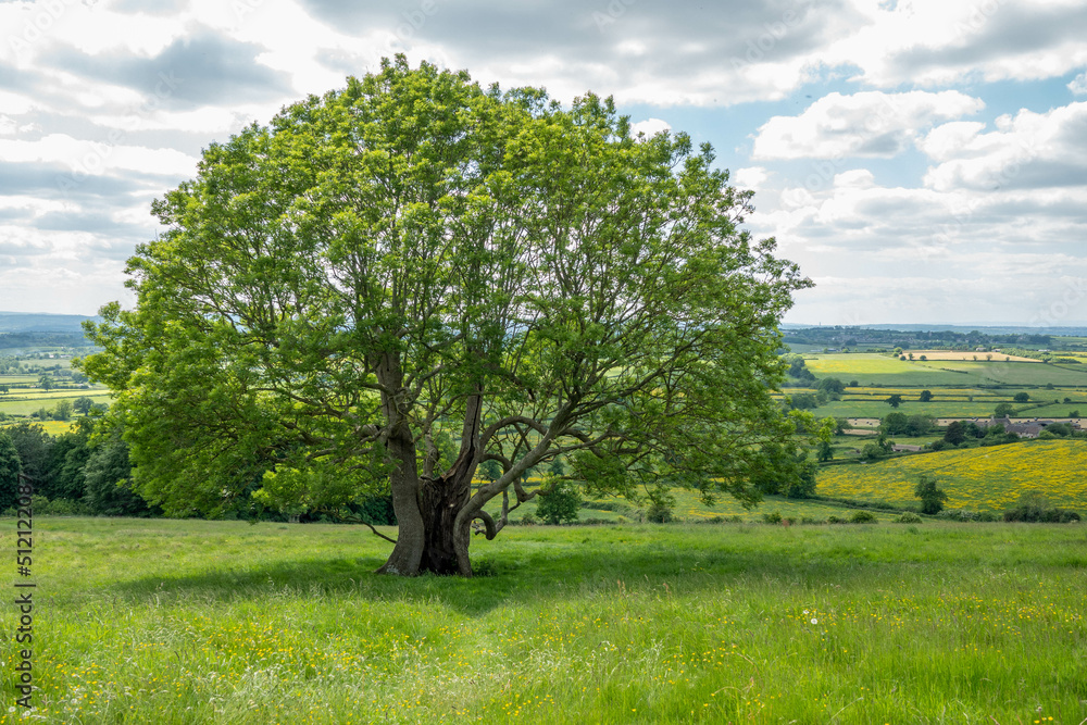 beautiful old tree along the Cotswold Way england beautiful old tree along the Cotswold Way england