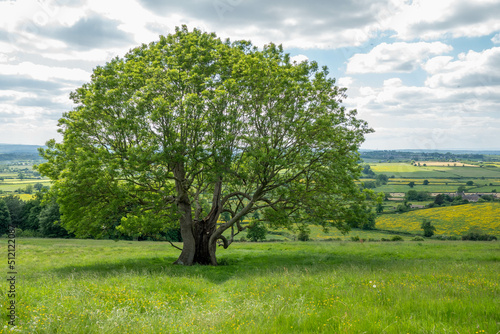 beautiful old tree along the Cotswold Way england