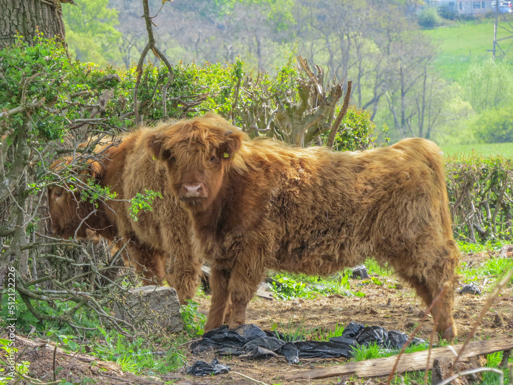 Highland cow calf a Scottish breed of rustic cattle Highland cow calf a Scottish breed of rustic cattle