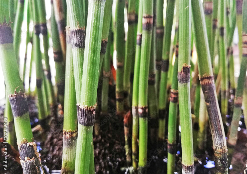 Fototapeta premium Close up of small bamboo art plant in green color