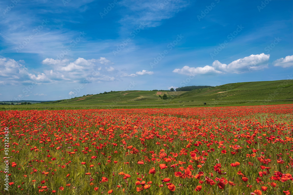 Field of red flowering corn poppies in front of a green vineyard in the background under a blue sky