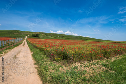 Dirt road between two fields of red blooming corn poppies in Rhineland-Palatinate/Germany