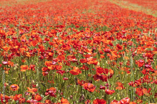 View of a field of bright red blooming corn poppies in Rhineland-Palatinate/Germany