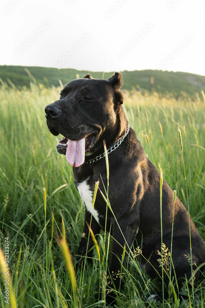 Black purebred Cane Corso dog Black purebred Cane Corso dog