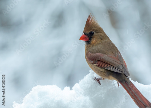 Photography Female Cardinal in snowy Vermont