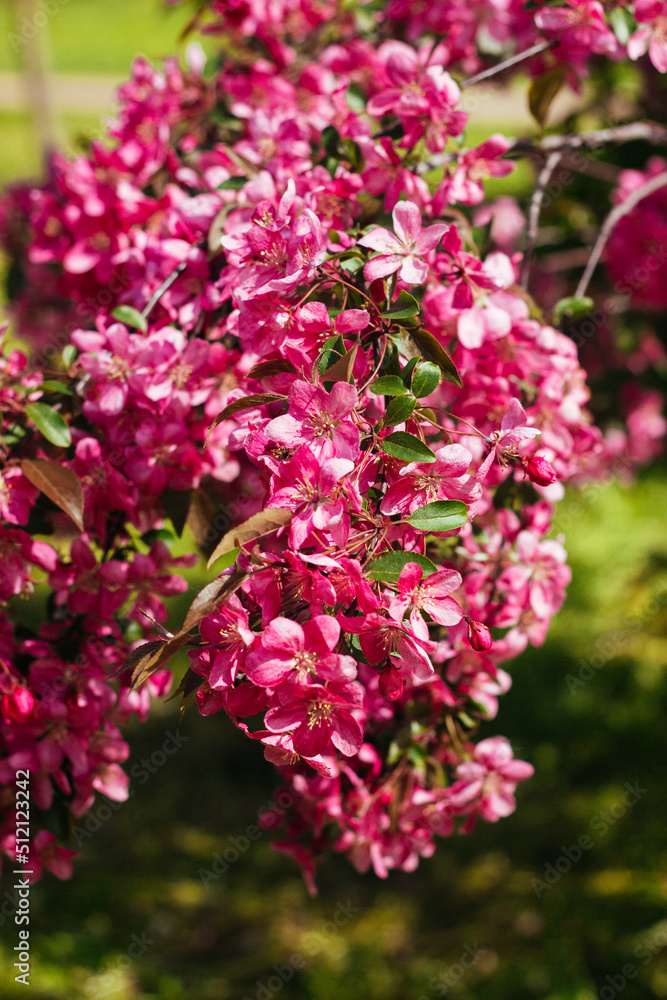 Beautiful blooming apple tree. Pink flowers Beautiful blooming apple tree. Pink flowers