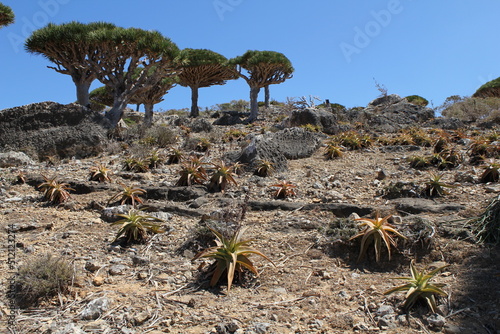 Dragon blood trees (Dracaena cinnabari) and aloes (Aloe perryi) among limestone rocks in Socotra Island in Yemen. photo