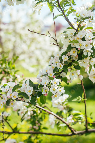 Beautiful blooming apple tree. White flowers