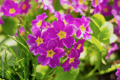 perennial blooming purple garden primrose in the spring garden