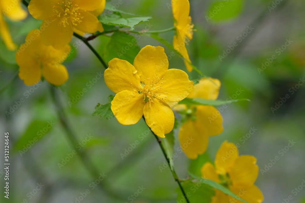 kerria, Japanese yellow rose in full blooming kerria, Japanese yellow rose in full blooming