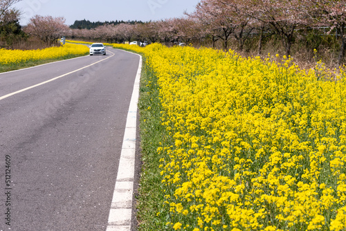 People and cars pass by on the yellow canola flower road in Jeju, South Korea