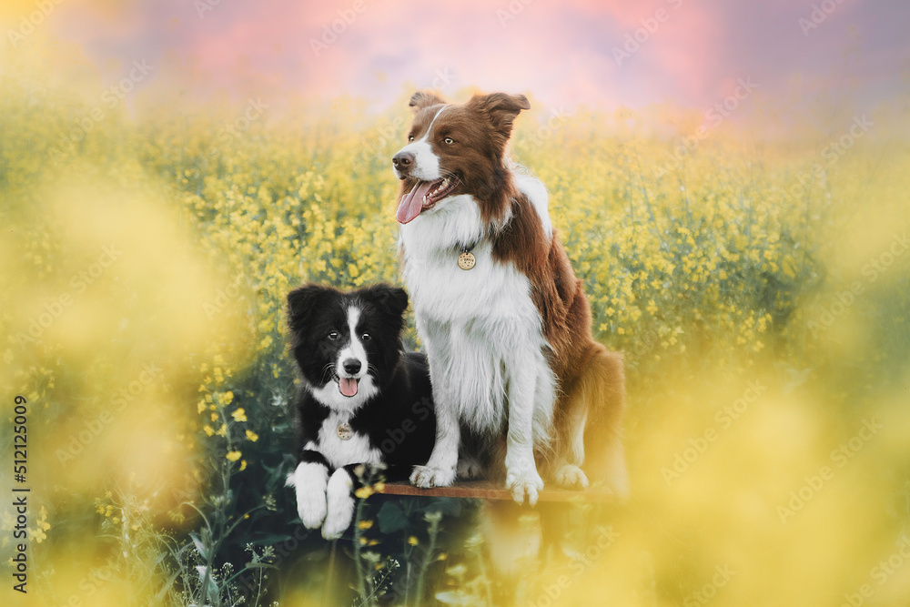 Border collie enjoying a field with yellow flowers, portrait of a trained dogs. Two beautiful dogs in the field