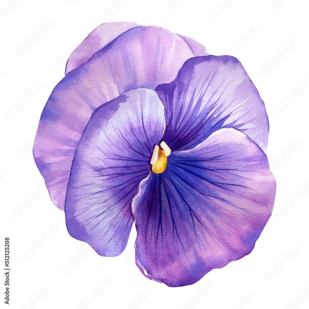 Pansy, spring flower on a white isolated background. watercolor hand drawing Pansy, spring flower on a white isolated background. watercolor hand drawing