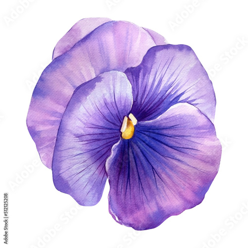 Pansy, spring flower on a white isolated background. watercolor hand drawing © Hanna