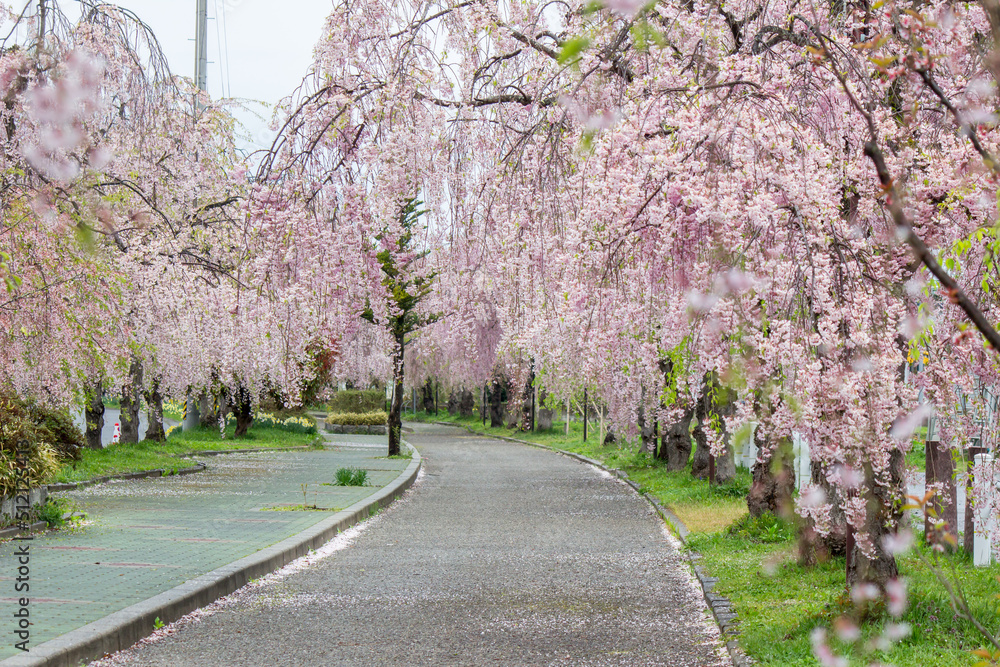 Beautiful pink tunnels of Weeping Cherry blossoms on the Nicchu Line,Kitakata,Fukushima,Tohoku,Japan Beautiful pink tunnels of Weeping Cherry blossoms on the Nicchu Line,Kitakata,Fukushima,Tohoku,Japan