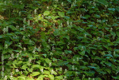Принти на полотні Flowering Maianthemum bifolium plants cover a hillock in forest.