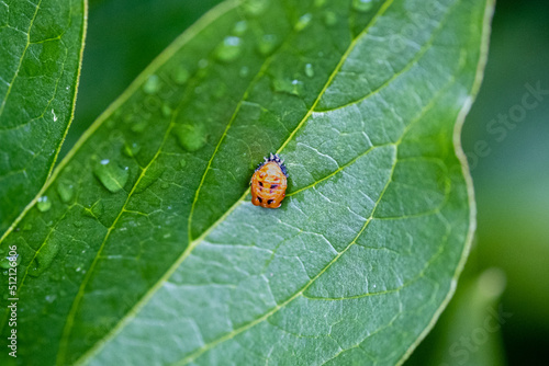 Chrysalide d'une larve de coccinelle