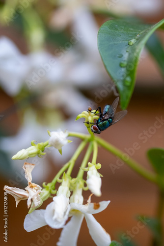 Mouche verte ou mouche dorée (Lucilia caesar)