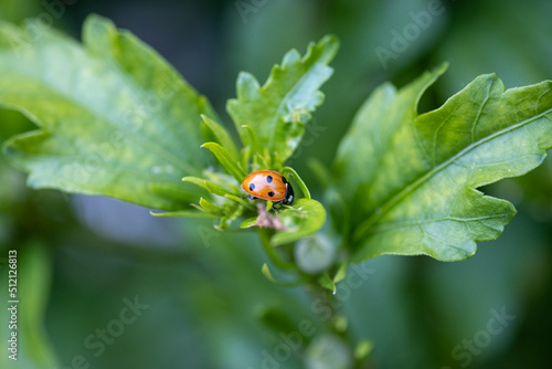 ladybird on a leaf