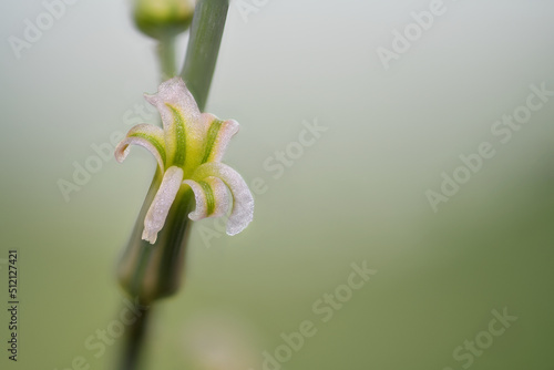 Kaktusblüte Gewöhnliche Stichkrake  photo