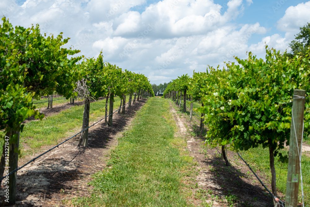 Rows of grapevines, trees, and cultivated plants on trellises. The farmlands' spring crop is a green grape for wine production. Between each row of vines are rows of green grass. The sky is cloudy.