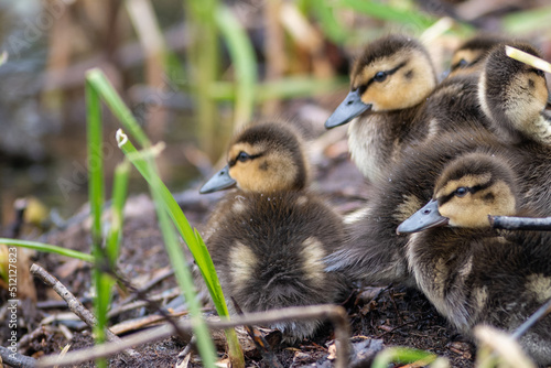 A brood of fluffy mallard ducklings huddled together near the water's edge. The small ducks are yellow and brown in color with soft down coats. The newborn ducks are standing among grass reeds.