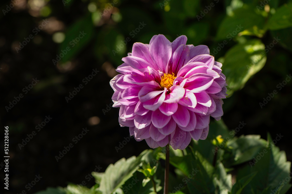 pink flower pink flower