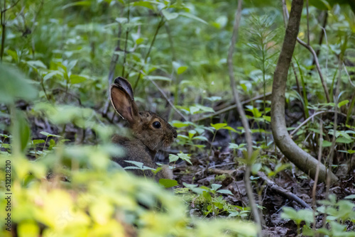 A rabbit sits in the wilderness at Isle Royale National Park in Michigan