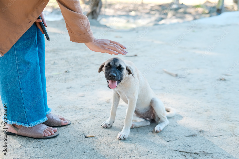An owner greets his dog sitting on the sand, providing comfort and love.