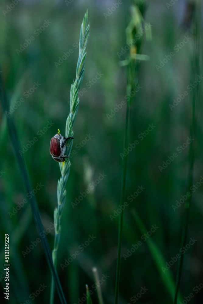 nature nature