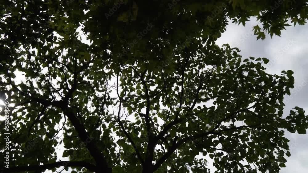 Timelapse video from a platanus tree from bottom view with the sky behind. Timelapse video from a platanus tree from bottom view with the sky behind.