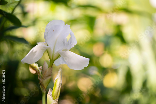 Fototapeta Naklejka Na Ścianę i Meble -  white iris