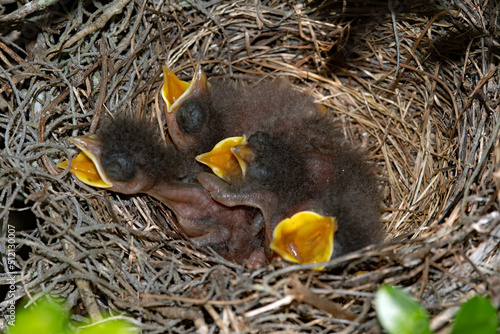 Baby mockingbirds in nest.