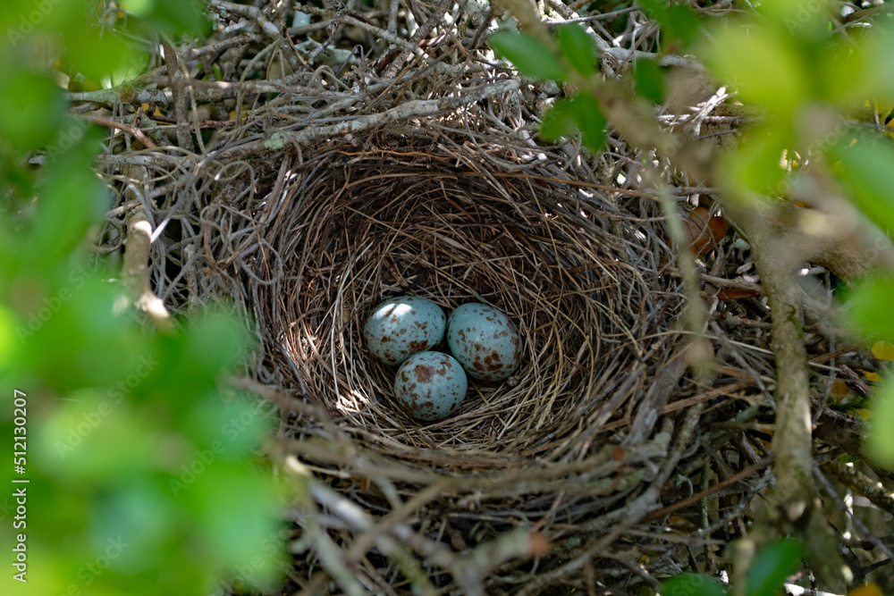 mockingbird eggs