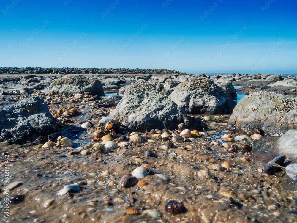 Shells and stones on the beach Shells and stones on the beach