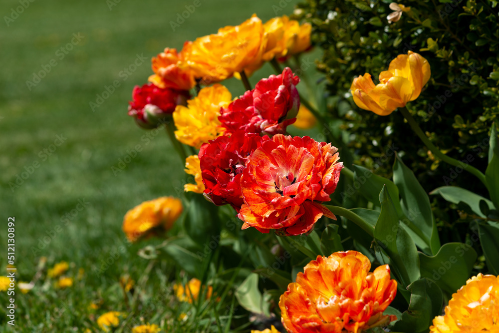 A flower garden bed of vibrant yellow tulips with red stripes. There's a bud in the foreground that hasn't bloomed. The flower in the center is in full bloom. The ground covering is tall green grass.