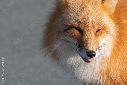 A cute young wild true red fox stands on all four paws attentively staring ahead as it hunts. It has a sharp piercing stare  orange soft fluffy fur and a long red tail with a white patch at the end.