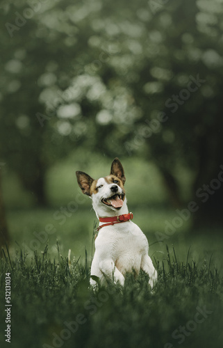 young jack russell terrier dog outdoors in summer