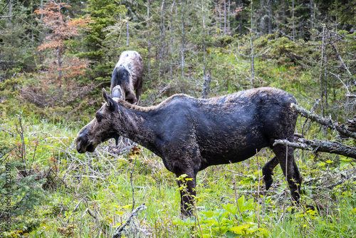 A female moose stands in the foliage at Isle Royale National Park in Michigan with her year old calf grazing behind her