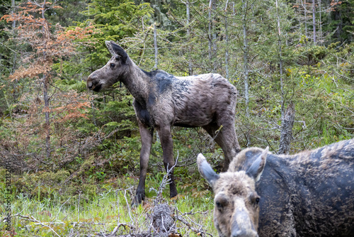 A young moose calf stands behind his mother at Isle Royale National Park in Michigan