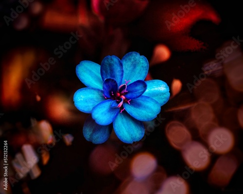 beautiful blue glowing flower - blue flower in the garden
