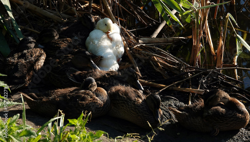 An albino Mallard duck basking in the sun with other chicks