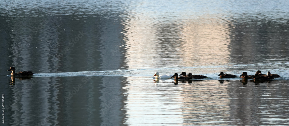 Albino Mallard duckling swims with other chicks Albino Mallard duckling swims with other chicks