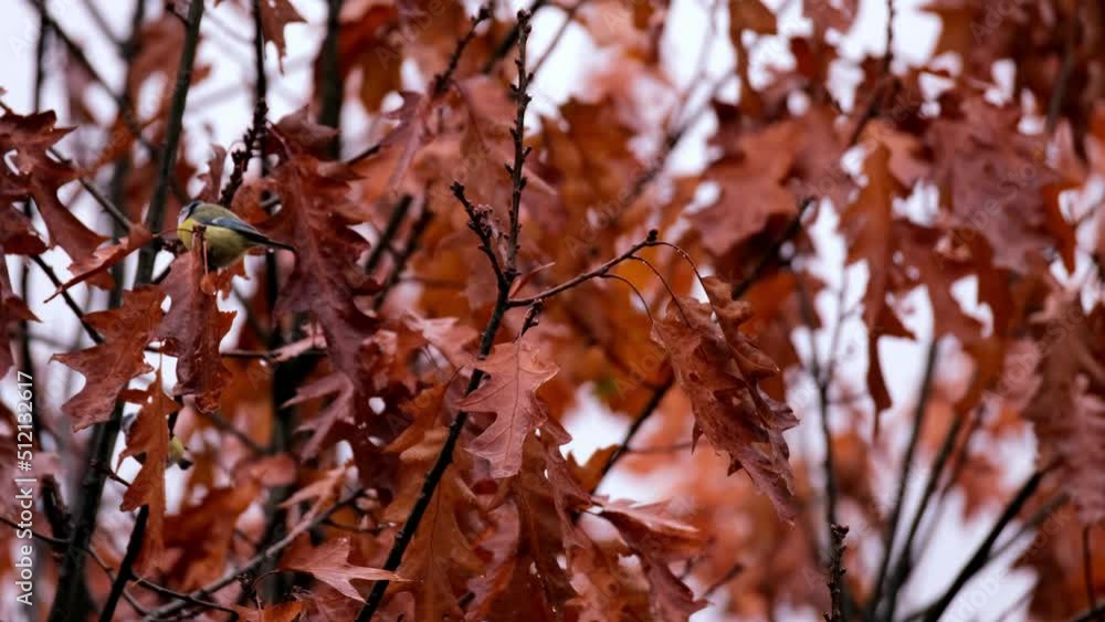 red, orange, crimson oak foliage, Quercus palustris leaves tremble in wind, autumn season in park, forest, banner with blurry bokeh, nature protection, concept of weather, background, autumn leaf fall red, orange, crimson oak foliage, Quercus palustris leaves tremble in wind, autumn season in park, forest, banner with blurry bokeh, nature protection, concept of weather, background, autumn leaf fall