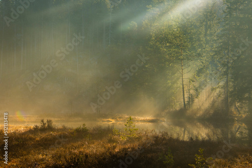 misty morning in the forest