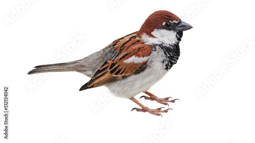 Sparrow (Passer italiae), isolated on white background